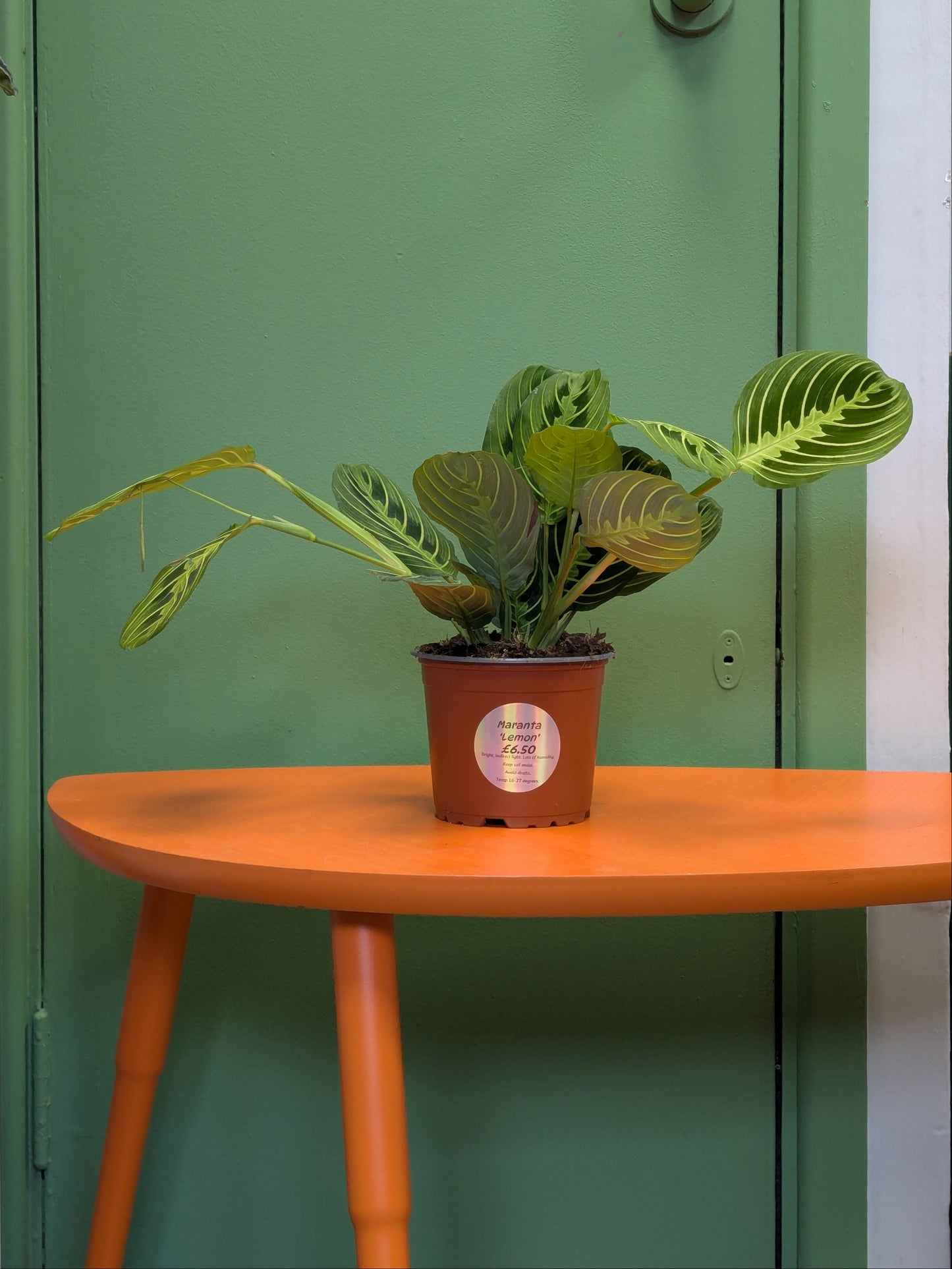 Lemon Maranta potted plant on an orange table with a green door in the background