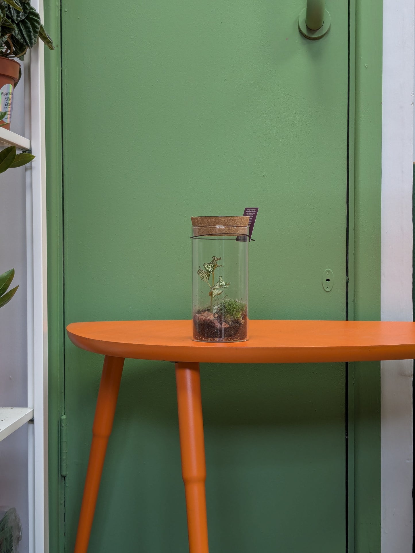 LED Closed Terrarium