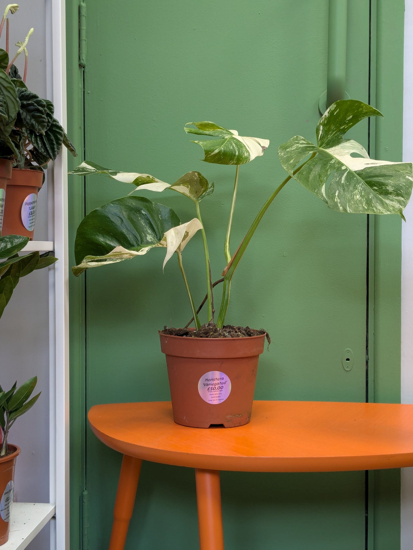 Monstera 'Variegated'