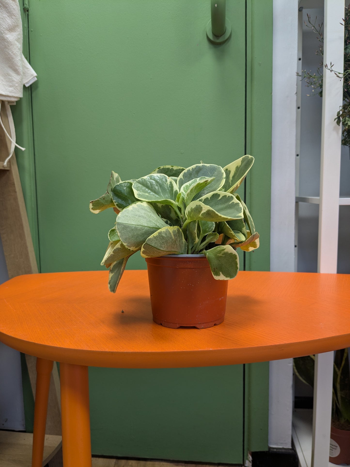 Variegated Pepperomia