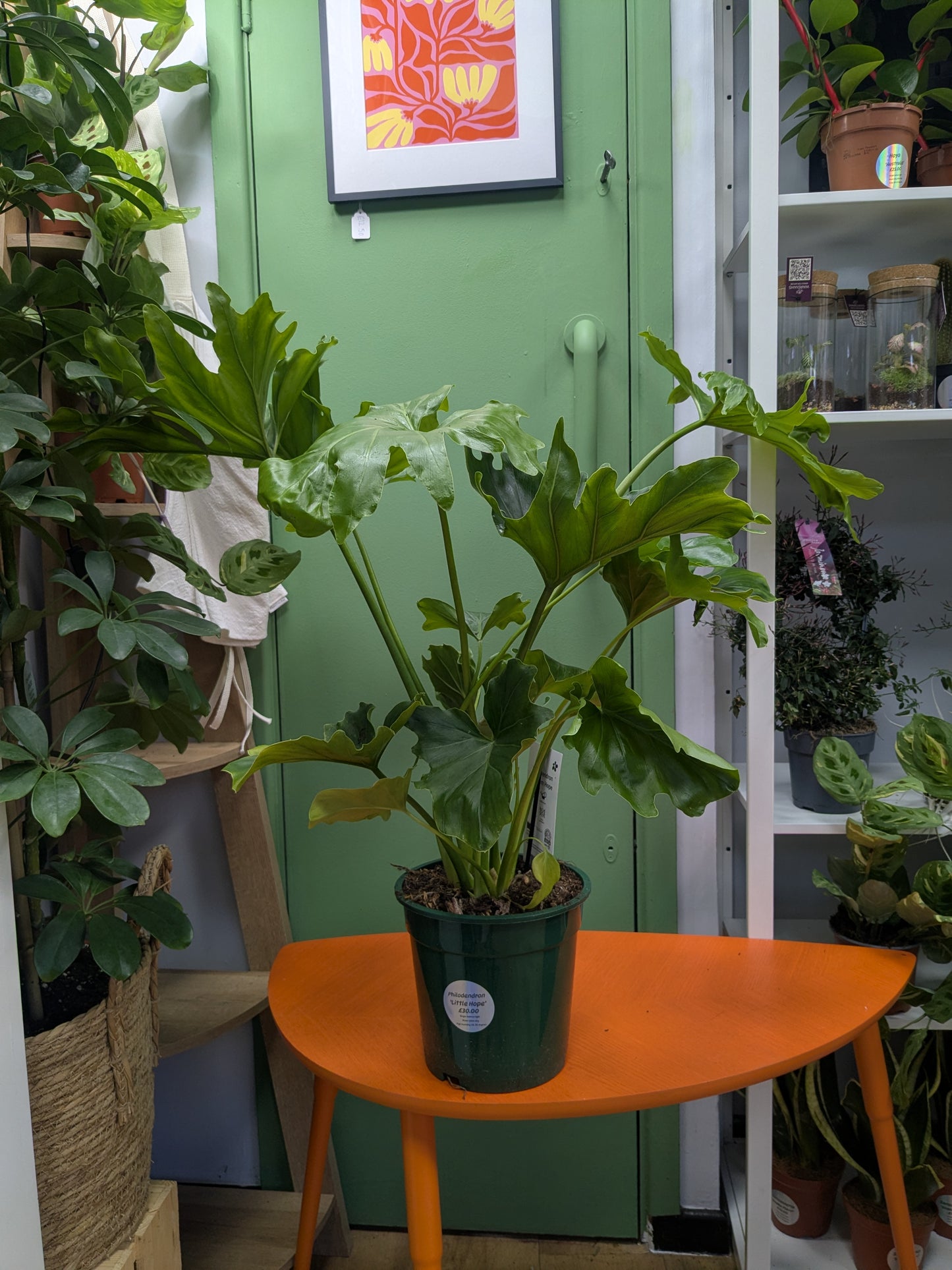 Philodendron 'Little Hope'