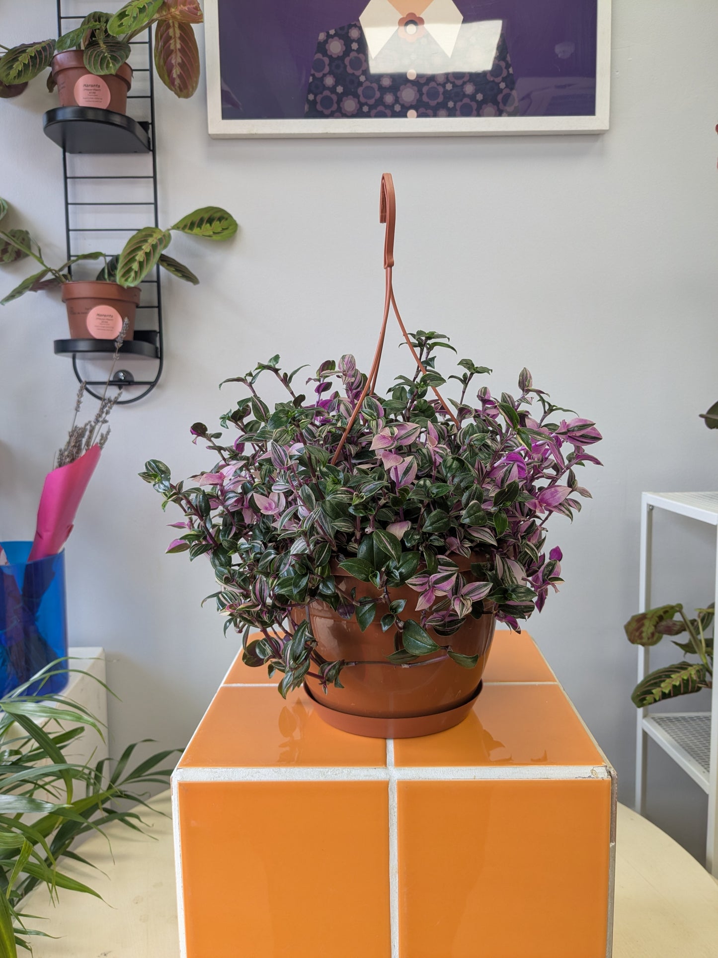 Tradescantia Large