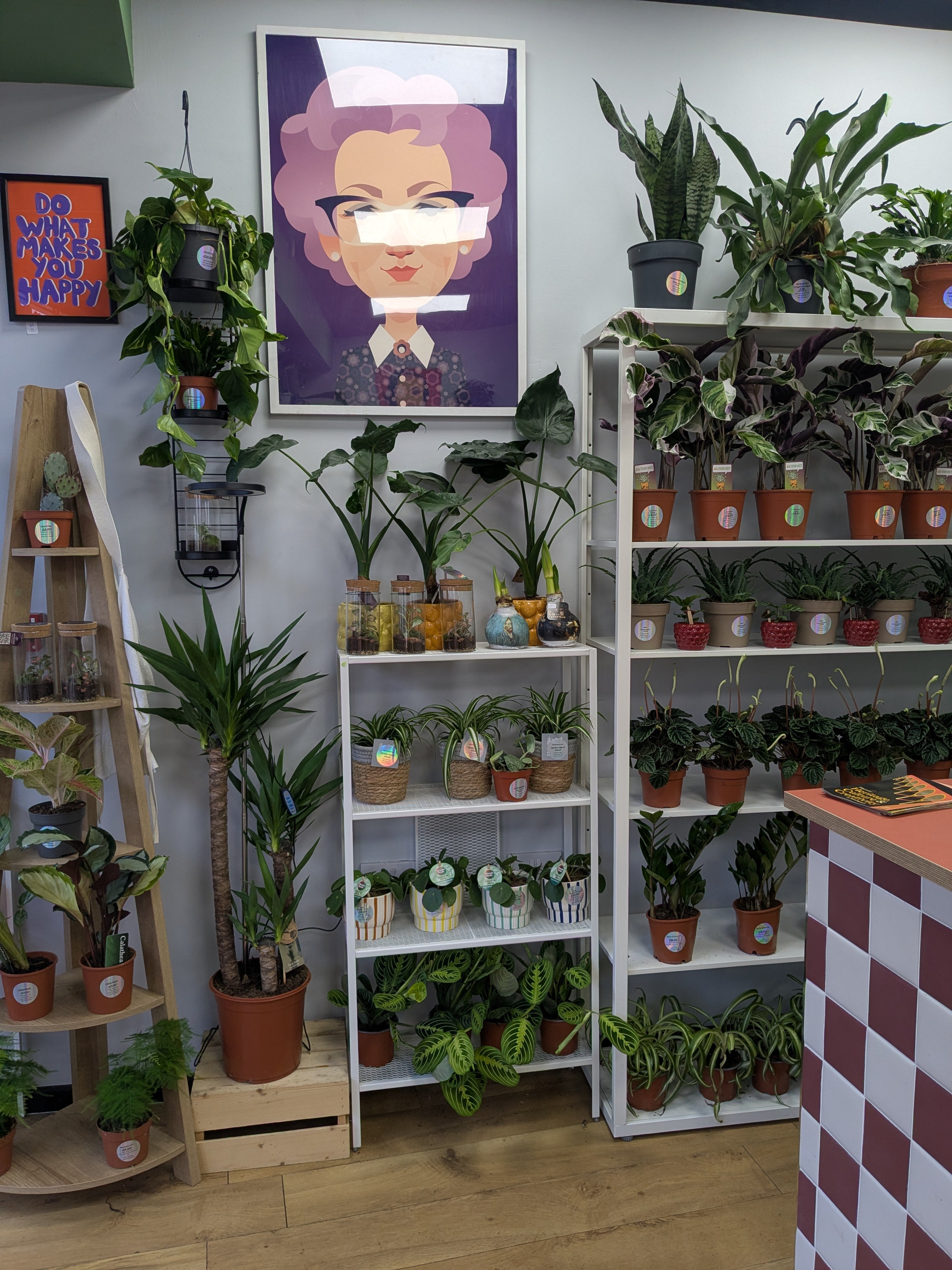 Indoor plant store with various potted plants on shelves and a colorful painting on the wall.