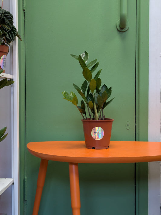 Zamioculas Zamiifolia (ZZ plant)