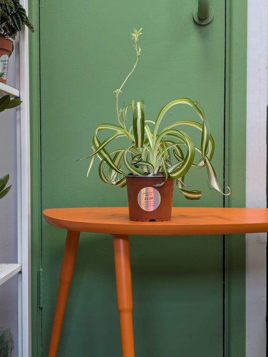 Chlorophytum 'Bonnie'