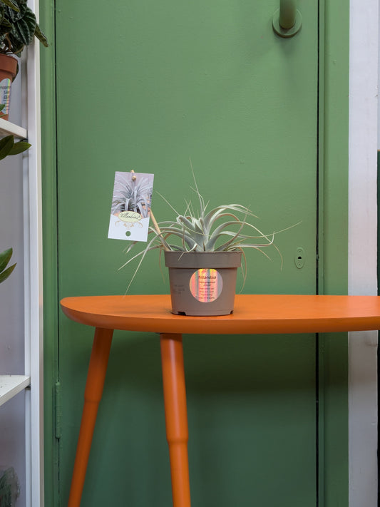 Tillandsia (Potted)