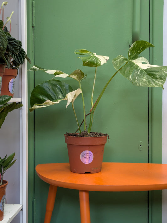 Monstera 'Variegated'