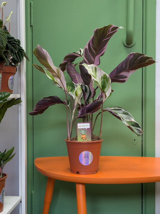 Calathea 'Fusion'