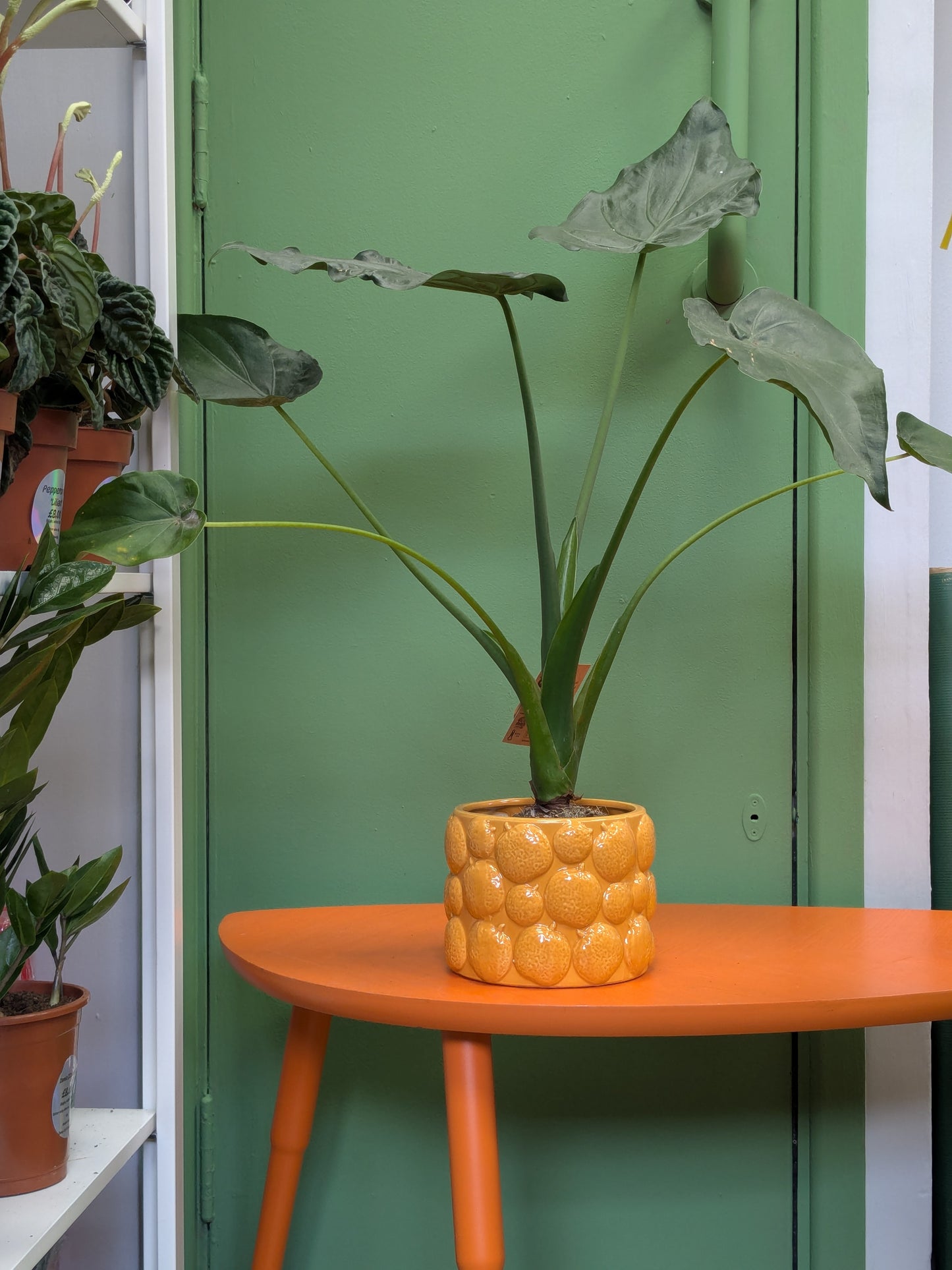 Alocasia 'cucullata'