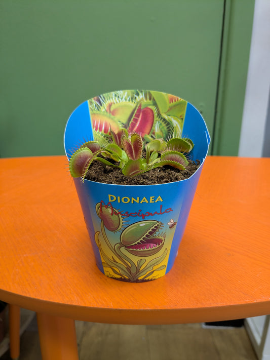Venus Fly Trap