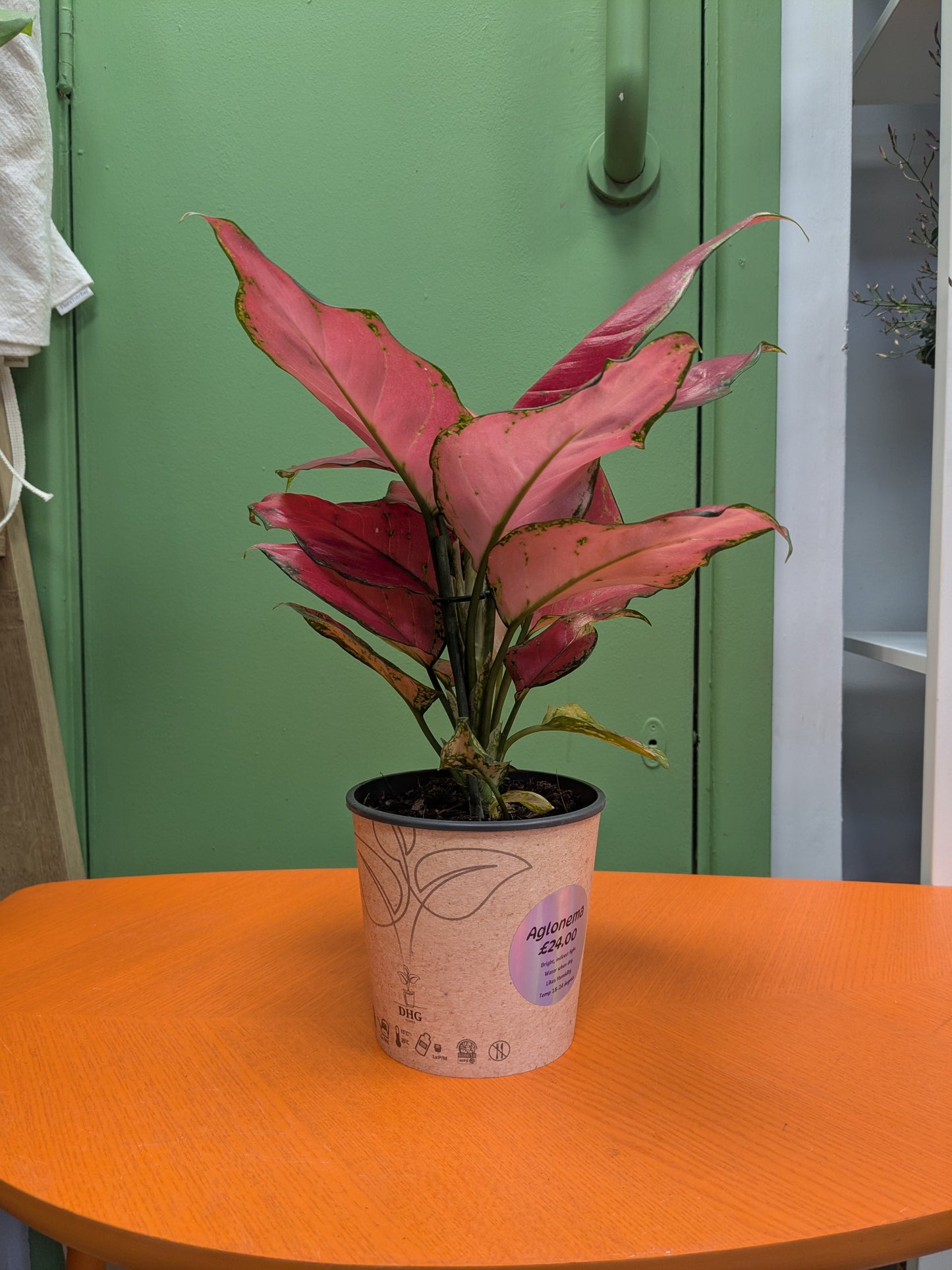 Aglonema (Chinese Evergreen)