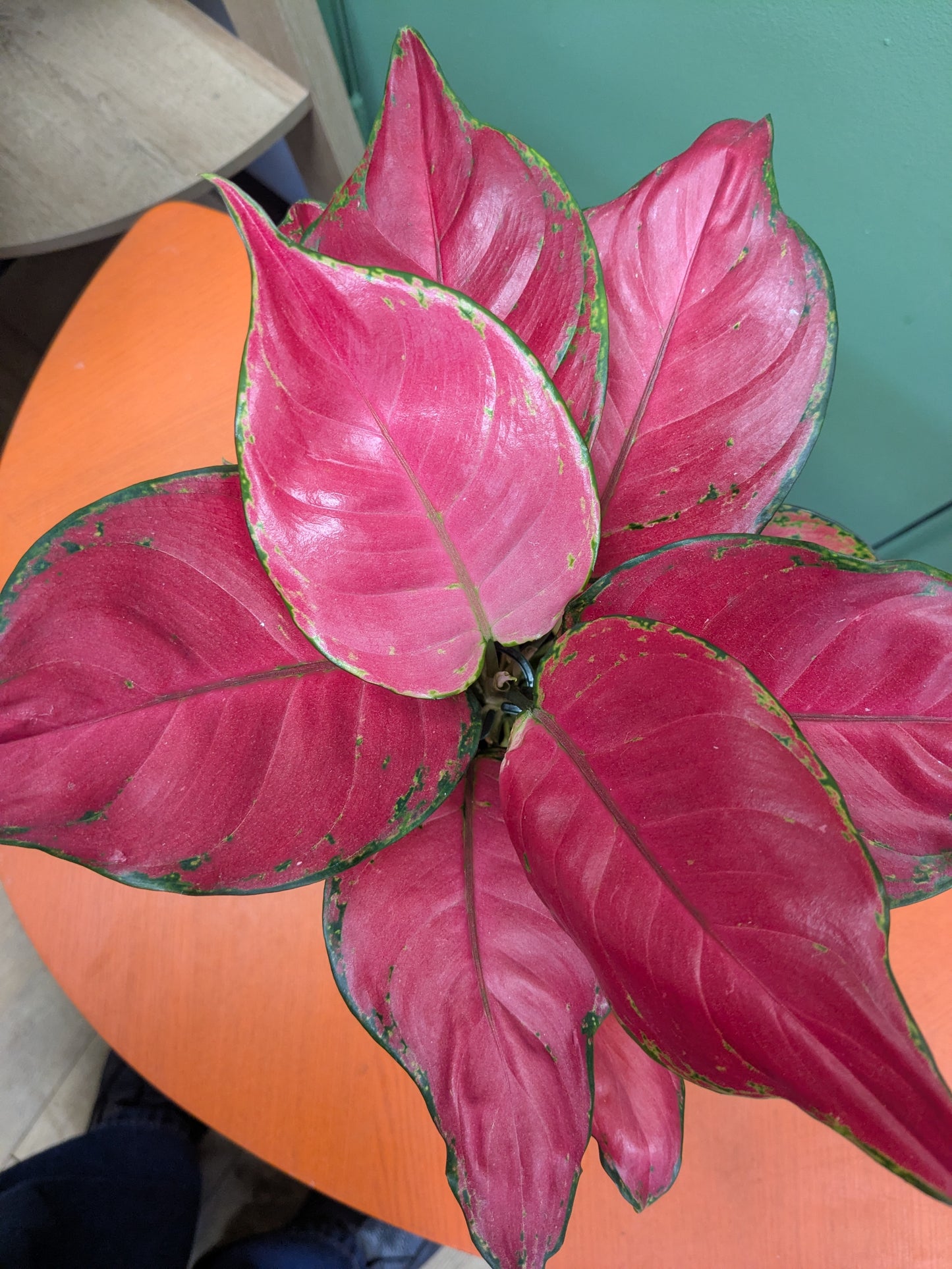 Aglonema (Chinese Evergreen)