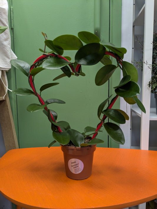 Hoya 'Australis'
