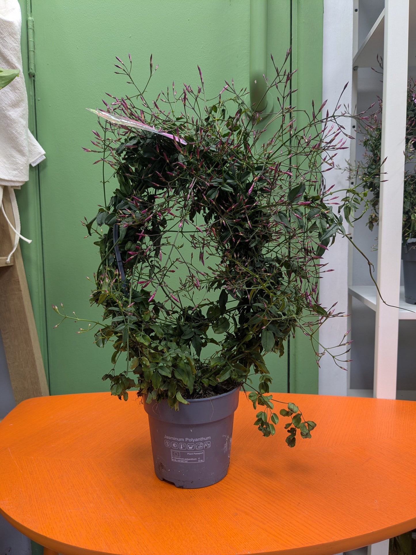 Pink Flowering Jasmine