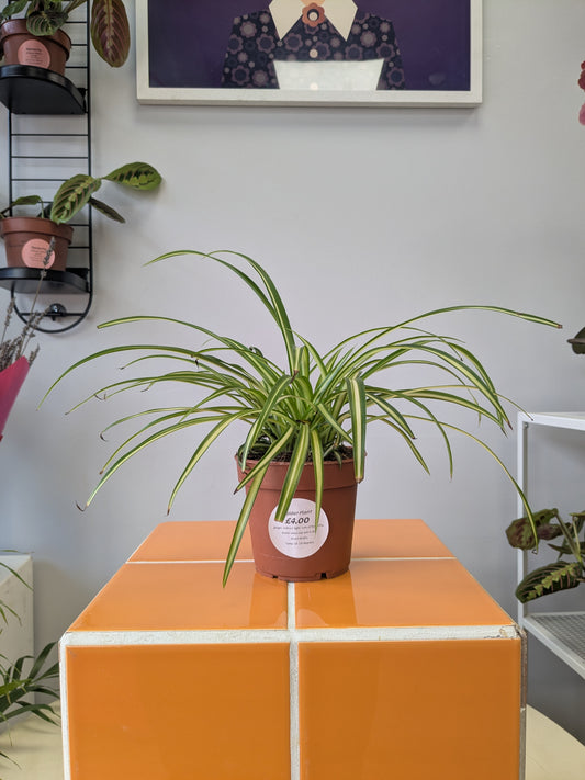 Spider Plant