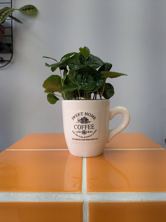 Arabica in mug