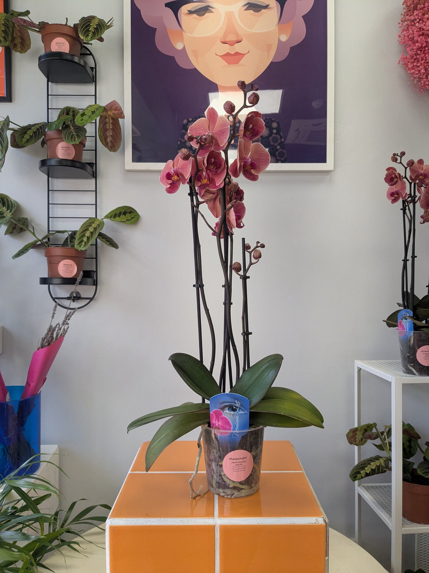 Phalaenopsis Orchid