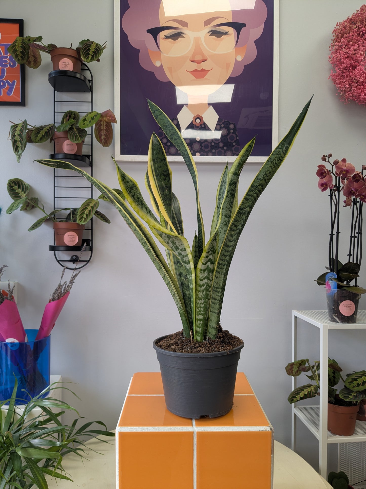 Snake Plant